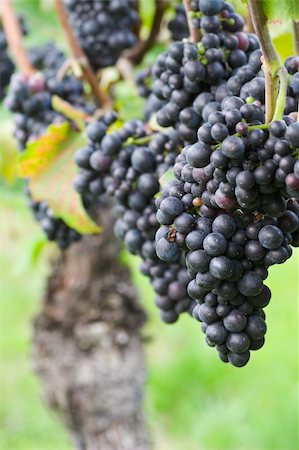 simsearch:400-04902855,k - Ripe grapes of red wine in a french vineyard Stock Photo - Budget Royalty-Free & Subscription, Code: 400-03963994
