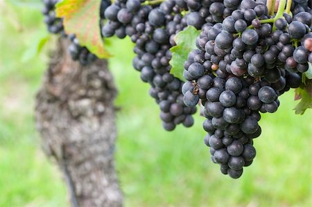 simsearch:400-04902855,k - Ripe grapes of red wine in a french vineyard Stock Photo - Budget Royalty-Free & Subscription, Code: 400-03963993