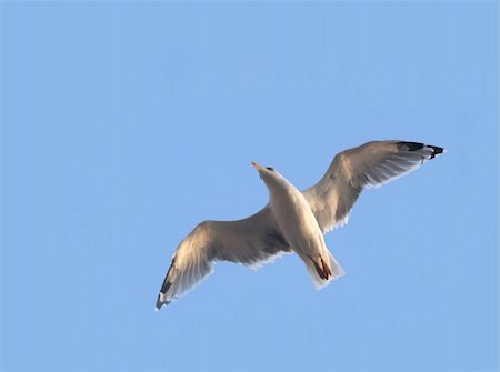 simsearch:400-04514652,k - Seagull in wide-winged flight against a clear blue sky Foto de stock - Super Valor sin royalties y Suscripción, Código: 400-03974055