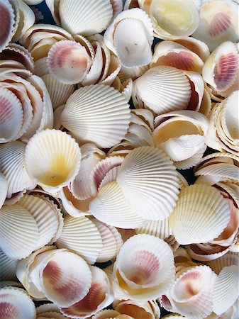 Seashells from the Mediterranean which can be used as a background Photographie de stock - Aubaine LD & Abonnement, Code: 400-03974058