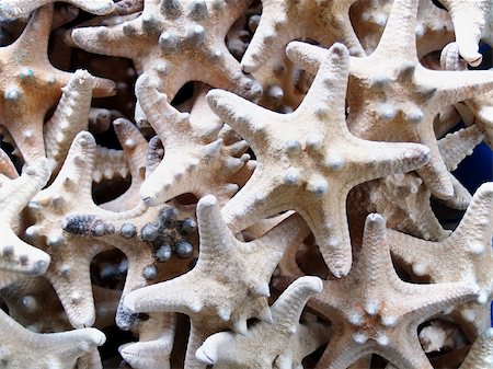 Starfishes from the Mediterranean which can be used as a background Photographie de stock - Aubaine LD & Abonnement, Code: 400-03974073