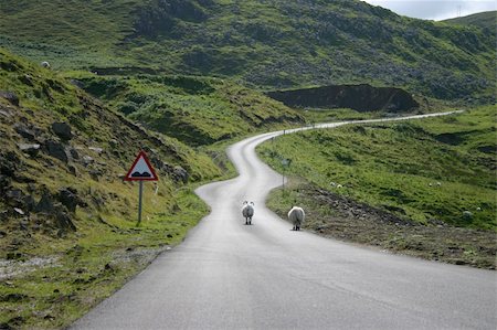 simsearch:400-04336954,k - Sheeps on the road somewhere in Scotland Foto de stock - Super Valor sin royalties y Suscripción, Código: 400-03974213
