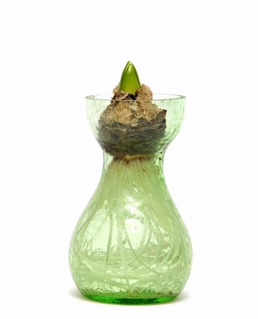 A hyacint h bulb begins growing in this bulb vase. Photographie de stock - Aubaine LD & Abonnement, Code: 400-03974506