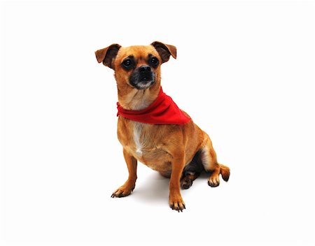 strikerx98 (artist) - A chuhahua puppy poses in a red scarf. Stock Photo - Budget Royalty-Free & Subscription, Code: 400-03974507