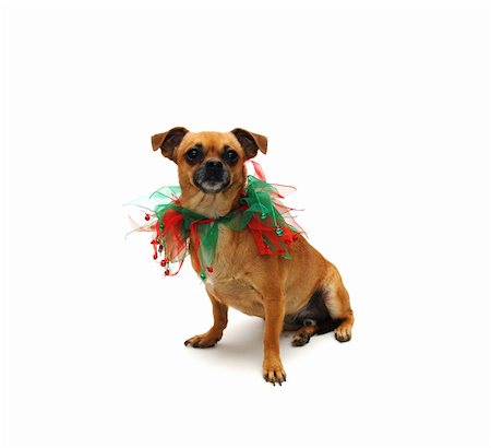 strikerx98 (artist) - A chuhahua puppy poses in a Christmas collar. Stock Photo - Budget Royalty-Free & Subscription, Code: 400-03974508