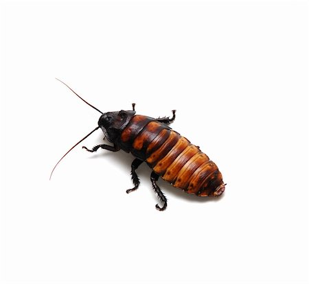 strikerx98 (artist) - A Madagascar Hissing Cockroach on an isolated white background. Stock Photo - Budget Royalty-Free & Subscription, Code: 400-03974528