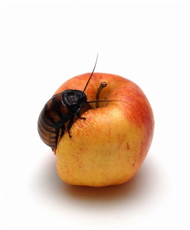 fauchen - An apple that is rotten with a Madagascar Hissing Cockroach crawling on it. Stockbilder - Microstock & Abonnement, Bildnummer: 400-03974523