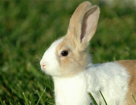 strikerx98 (artist) - An adorable dutch bunny sitting in the grass.. Stock Photo - Budget Royalty-Free & Subscription, Code: 400-03974534