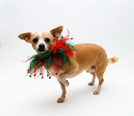 strikerx98 (artist) - An adult chihuahua displays his Christmas collar. Stock Photo - Budget Royalty-Free & Subscription, Code: 400-03974531