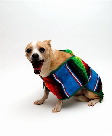 strikerx98 (artist) - An adult chihuahua yawns while dressing in a Mexican serape. Stock Photo - Budget Royalty-Free & Subscription, Code: 400-03974532