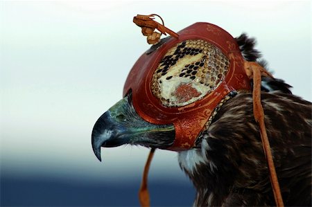 strikerx98 (artist) - A redtail hawk in captivity wearing a leather hood. Stock Photo - Budget Royalty-Free & Subscription, Code: 400-03974554
