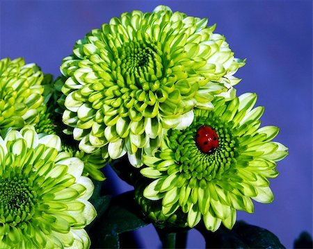 strikerx98 (artist) - A ladybug rests on a green color chrysanthemum. Stock Photo - Budget Royalty-Free & Subscription, Code: 400-03974555