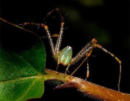 strikerx98 (artist) - A lynx garden spider sitting on a leaf. Stock Photo - Budget Royalty-Free & Subscription, Code: 400-03974556