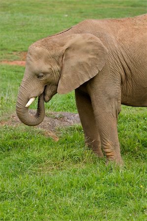 simsearch:400-05101700,k - Male african elephant in the national park, on the grass background. Shallow DOF Stock Photo - Budget Royalty-Free & Subscription, Code: 400-03975049