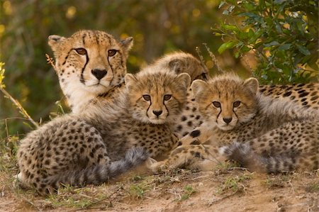 mother cheetah lying with her cubs Stock Photo - Budget Royalty-Free & Subscription, Code: 400-03975107