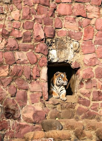 The tiger looks out from a hole. The Moscow zoo Stock Photo - Budget Royalty-Free & Subscription, Code: 400-03975131