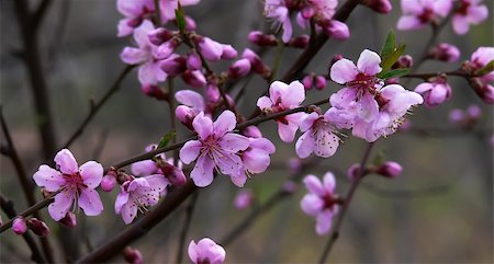 simsearch:400-05069521,k - Blossoming cherry tree branch and magenta flowers closeup Photographie de stock - Aubaine LD & Abonnement, Code: 400-03975384