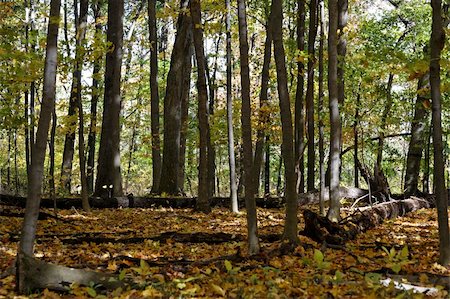 A colorful forest in autumn Foto de stock - Royalty-Free Super Valor e Assinatura, Número: 400-03975617