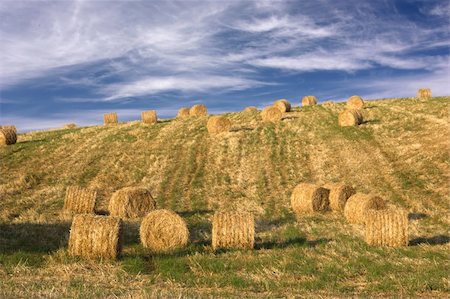 simsearch:400-04495929,k - Hay bales standing ready to be collected Photographie de stock - Aubaine LD & Abonnement, Code: 400-03975661