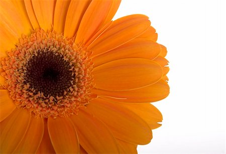 simsearch:400-04861419,k - Beautiful orange flower with water drops on a white background Photographie de stock - Aubaine LD & Abonnement, Code: 400-03975682