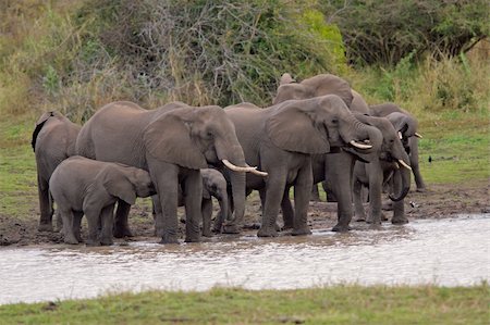 simsearch:400-04520891,k - Herd of African elephants (Loxodonta africana) drinking at a waterhole, Kruger National Park, South Africa Fotografie stock - Microstock e Abbonamento, Codice: 400-03975984