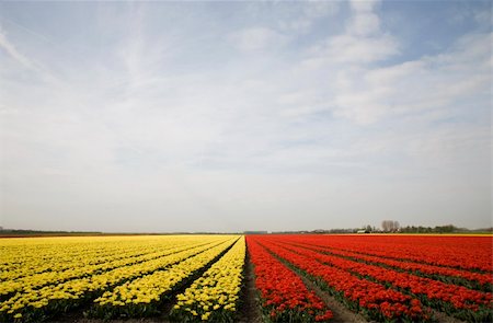 simsearch:400-04504130,k - Tulip field in Dutch landscape Stock Photo - Budget Royalty-Free & Subscription, Code: 400-03976007