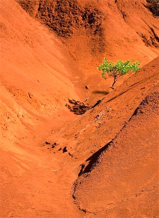 Vertical orientation of tree in dry red valley Stock Photo - Budget Royalty-Free & Subscription, Code: 400-03976018