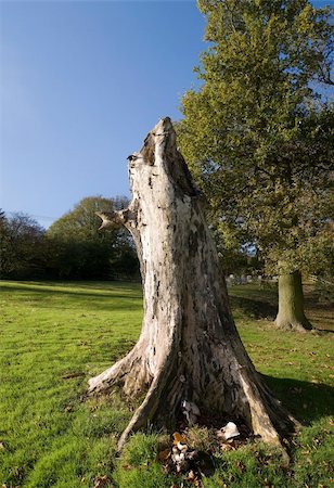 simsearch:400-05011115,k - A dead stunted tree in the  churchyard at Beoley church Worcestershire UK. Foto de stock - Super Valor sin royalties y Suscripción, Código: 400-03976023
