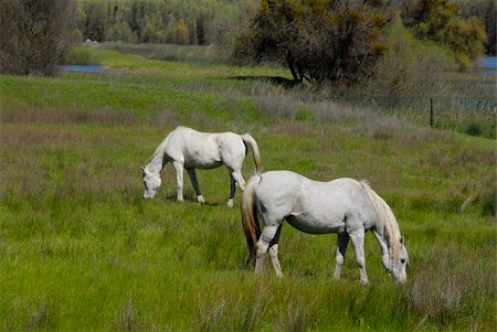 simsearch:400-04489243,k - White horses grazing, Upper Lake, California Photographie de stock - Aubaine LD & Abonnement, Code: 400-03976194