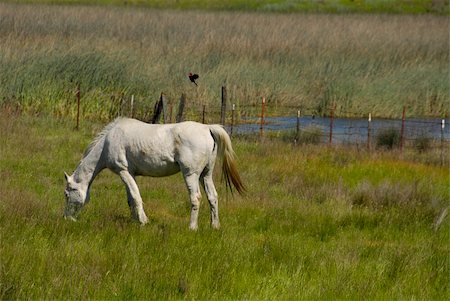 simsearch:400-04489243,k - White horse grazing, Upper Lake, California Photographie de stock - Aubaine LD & Abonnement, Code: 400-03976192