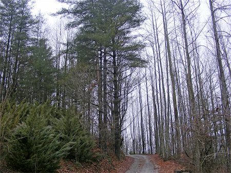A gravel trail through a forest of trees in foggy weather. Stock Photo - Budget Royalty-Free & Subscription, Code: 400-03976709