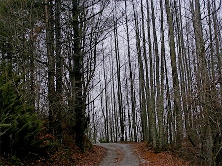 A gravel trail through a forest of trees in foggy weather. Stock Photo - Budget Royalty-Free & Subscription, Code: 400-03976702