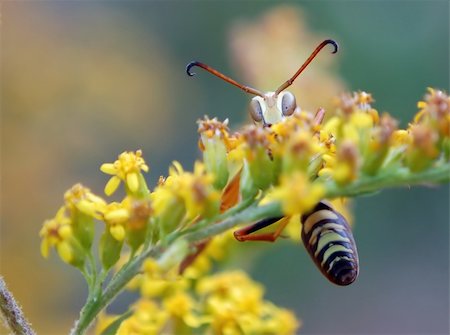 a male paper wasp clinging to goldenrod Foto de stock - Royalty-Free Super Valor e Assinatura, Número: 400-03976717