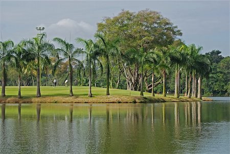 palm tree and water reflection in the parks Stock Photo - Budget Royalty-Free & Subscription, Code: 400-03976730