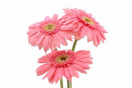 simsearch:400-04062838,k - Three pink gerber daisies in isolated white background Stock Photo - Budget Royalty-Free & Subscription, Code: 400-03977219