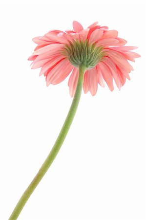 simsearch:400-04062838,k - Bottom of a pink gerber daisy in isolated white background Stock Photo - Budget Royalty-Free & Subscription, Code: 400-03977224