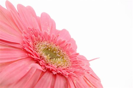 simsearch:400-04062838,k - Close up of pink gerber daisy in isolated white background Stock Photo - Budget Royalty-Free & Subscription, Code: 400-03977225