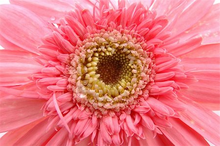 simsearch:400-04062838,k - Close up of pink gerber daisy Stock Photo - Budget Royalty-Free & Subscription, Code: 400-03977221