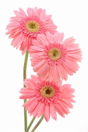 simsearch:400-04062838,k - Three pink gerber daisies in isolated white background Stock Photo - Budget Royalty-Free & Subscription, Code: 400-03977222
