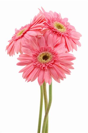 simsearch:400-04062838,k - Three pink gerber daisies in isolated white background Stock Photo - Budget Royalty-Free & Subscription, Code: 400-03977223