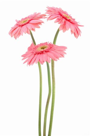 simsearch:400-04062838,k - Three pink gerber daisies in isolated white background Stock Photo - Budget Royalty-Free & Subscription, Code: 400-03977238