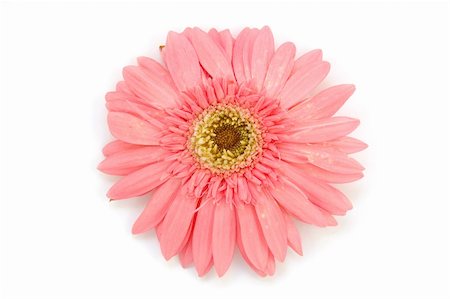 simsearch:400-04062838,k - Pink gerber daisy in isolated white background Stock Photo - Budget Royalty-Free & Subscription, Code: 400-03977239