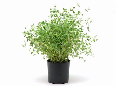 potted herbs - Pot of thyme in isolated white background Stock Photo - Budget Royalty-Free & Subscription, Code: 400-03977361