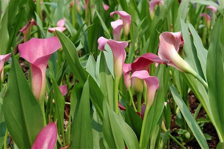 Background of pink calla lilies Photographie de stock - Aubaine LD & Abonnement, Code: 400-03977371