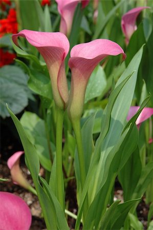 Close up of two pink calla lilies Photographie de stock - Aubaine LD & Abonnement, Code: 400-03977373