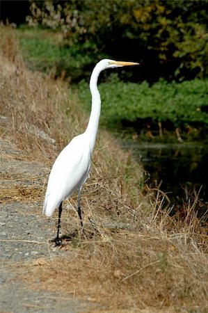 Great egret; Stevens Creek Trail, Mountain View, California Stock Photo - Budget Royalty-Free & Subscription, Code: 400-03977553