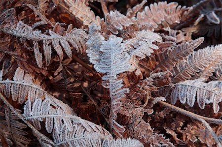 Glistening frost on the fronds of a fern. Stock Photo - Budget Royalty-Free & Subscription, Code: 400-03977617