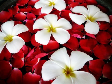 simsearch:614-00913197,k - Tropical spa close-up - fragapani and rose petals floating in water. Foto de stock - Super Valor sin royalties y Suscripción, Código: 400-03977775