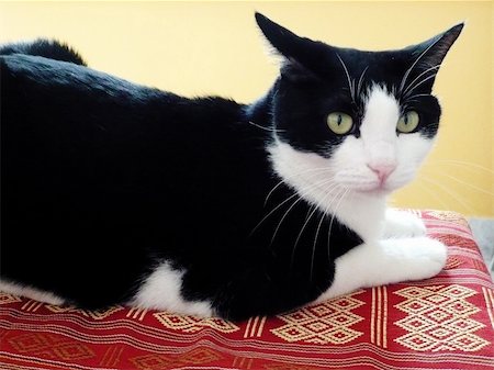 Portrait of a cute black and white cat. Photographie de stock - Aubaine LD & Abonnement, Code: 400-03977776