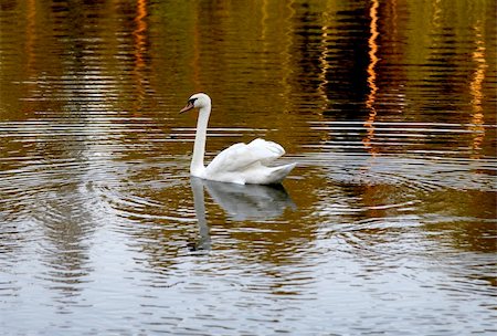 swan is swimming on lake Stock Photo - Budget Royalty-Free & Subscription, Code: 400-03977862